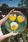 Tulip Plate